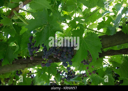 Blaue unreife schilcher-Weinrebe auf Holzrahmen in der weststeiermark Stockfoto