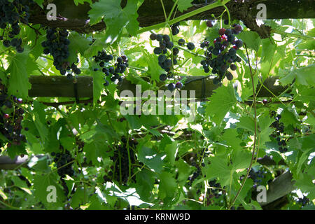 Blaue unreife Weinrebe auf Holzrahmen unter einem Baldachin aus grünen Weinblättern Stockfoto