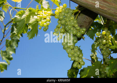 Grüne unreife Grapevine auf hölzernen Rack vor blauem Himmel Stockfoto