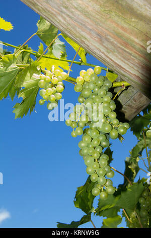 Grüne unreife Grapevine auf hölzernen Rack vor blauem Himmel Stockfoto