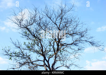 Foto von Baum ohne Blätter, mit blauem Himmel Stockfoto