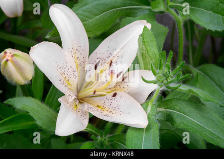 Blüten in eine weiße Lilie hautnah. Stockfoto