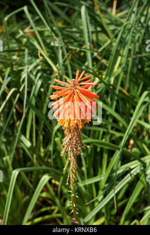 Kniphofia Stockfoto