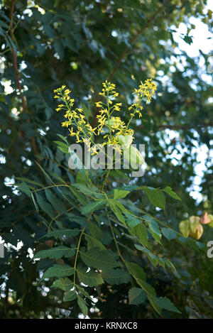 Stand paniculata Stockfoto