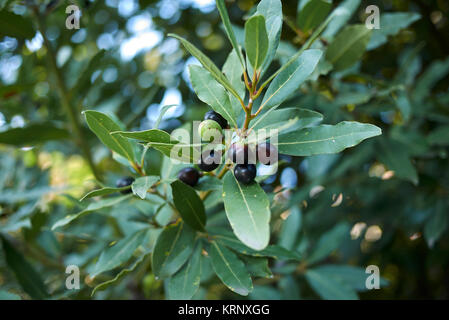 Laurus nobilis Früchte Stockfoto