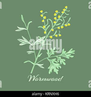 Artemisia Absinthium Wermut Kraut.. Stockfoto