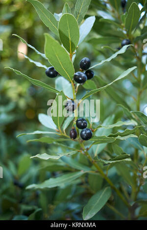 Laurus nobilis Früchte Stockfoto