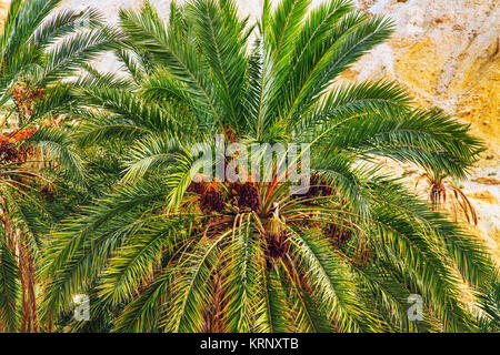 Dattelpalmen in Berg Oase Chebika. Sahara, Tunesien, Südafrika. Stockfoto