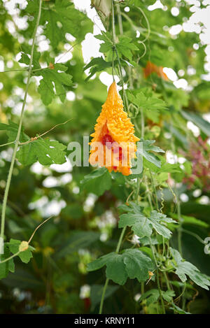 Momordica charantia Stockfoto