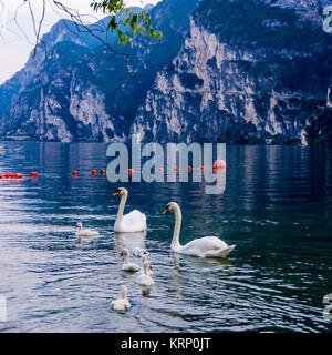 Schwäne auf dem See. Schwäne mit nestlingen. Schwan mit Küken. Mute swan Familie. Stockfoto