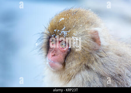 Snow Monkey Makaken Onsen Stockfoto