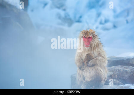 Snow Monkey Makaken Onsen Stockfoto