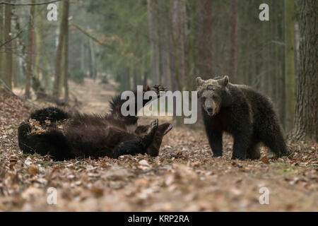 Brauner Bär/Bären (Ursus arctos), jungen Jungen, Geschwister, Jugendliche, zusammen spielen in trockenem Laub von einem herbstlichen Mischwald, Europa. Stockfoto