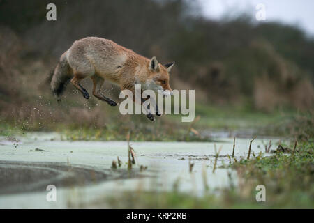 Red Fox/Rotfuchs (Vulpes vulpes), Erwachsene in winterfur, springen über ein kleines Bächlein in einem Sumpf, weit springen, lustige Blicke, wildife, Europa. Stockfoto