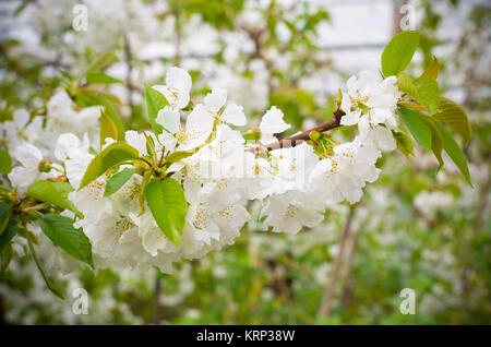 Blühende Kirschblüten Stockfoto