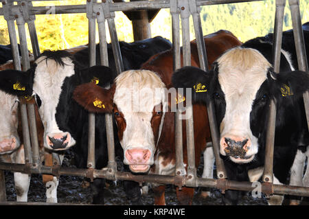 Kühe auf der Weide Stockfoto