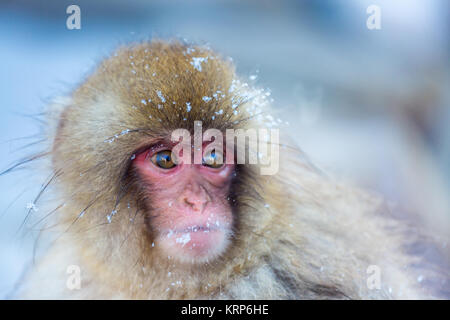 Snow Monkey Makaken Onsen Stockfoto