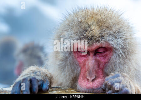 Snow Monkey Makaken Onsen Stockfoto