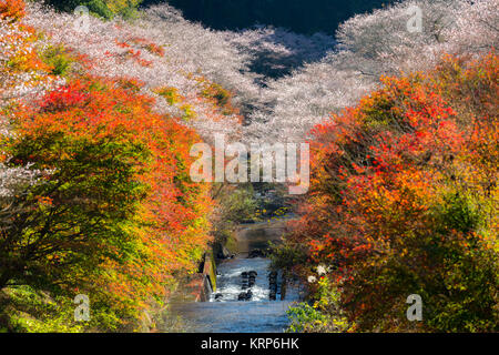 Nagoya, Obara Sakura im Herbst Stockfoto