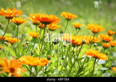 Orange Topf Ringelblume - Calendula officinalis Feld bloosom Stockfoto