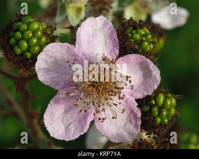 Himalayan Black (Rubus armeniacus) Blüte und unreife grüne Beeren Stockfoto