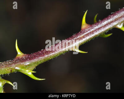 Evergreen Black (Rubus laciniatus) Stengel mit Dornen Stockfoto