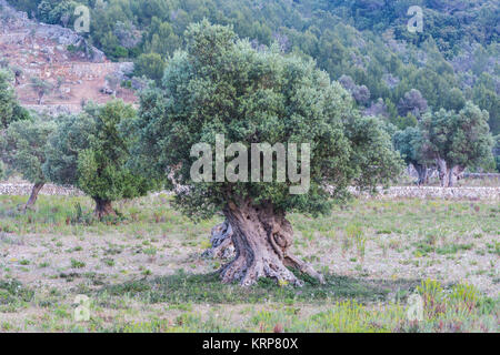 Olivenbäume in einer Reihe. Olivenbaum Plantage auf Mallorca in Spanien. Stockfoto