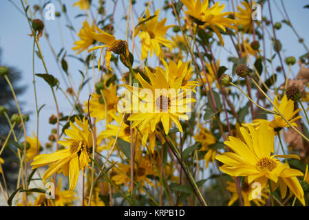 Helianthus tuberosus Stockfoto