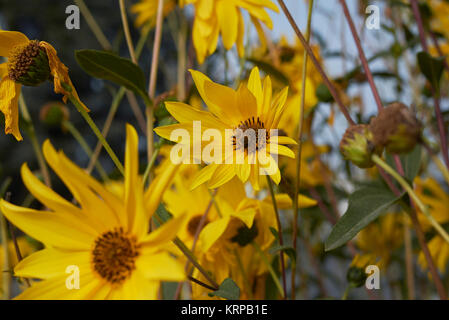 Helianthus tuberosus Stockfoto