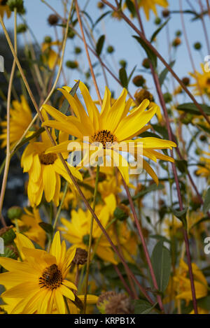 Helianthus tuberosus Stockfoto