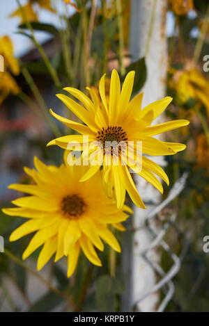 Helianthus tuberosus Stockfoto