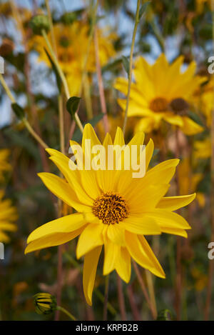 Helianthus tuberosus Stockfoto