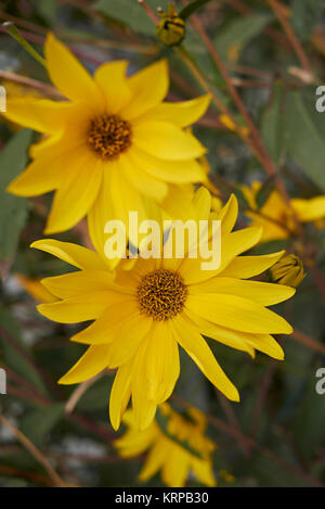 Helianthus tuberosus Stockfoto