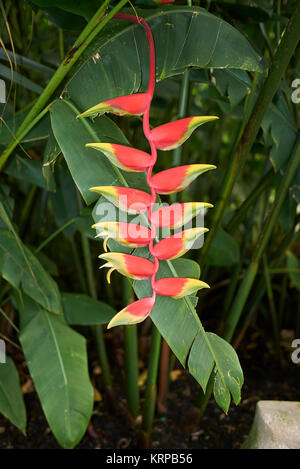 Heliconia rostrata Stockfoto