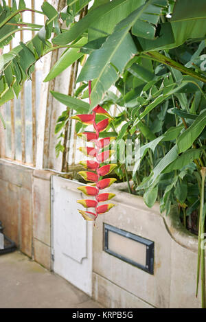 Heliconia rostrata Stockfoto