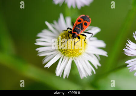 Feuerwanzen sitzen auf einer Gänseblümchen Stockfoto