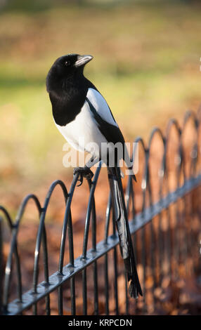 Elster, Pica Pica, thront im Herbst auf Geländern, Regent's Park, London, Großbritannien, Großbritannien Stockfoto