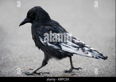 Aas Crow, Corvus Corone, mit partiellem Leukismus oder Leukämie im Gefieder, Regent's Park, London, Vereinigtes Königreich Stockfoto