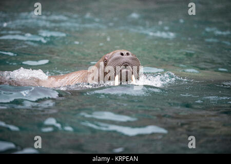 Walross im Wasser Stockfoto