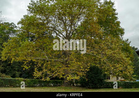 Schönen herbstlichen Wald mit ehrwürdigen Bäume, im National Monument der Landschaftsarchitektur Park Stockfoto