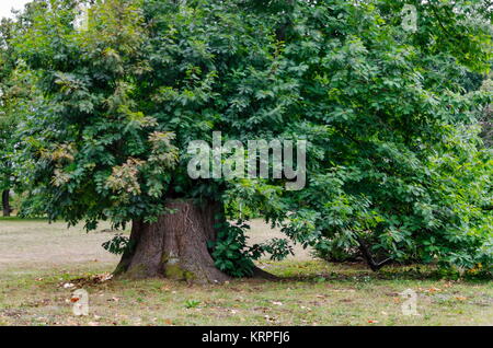 Schönen herbstlichen Wald mit ehrwürdigen Bäume, im National Monument der Landschaftsarchitektur Park Stockfoto