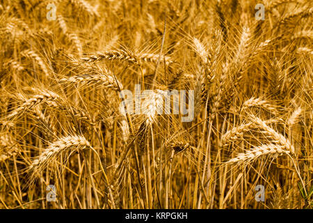 Weizenfeld, Nahaufnahme Stockfoto