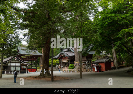 Fujiyoshida City, Japan - 13. Juni 2017: Der heilige Baum, goshinboku, in Fujiyoshida Sengen Shrine in Fujiyoshida Stadt Stockfoto