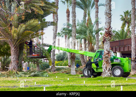 Paphos, Zypern - Dezember 20, 2013 Arbeiter und saubere Blätter der Palmen in der touristischen Zone von Paphos. Städtische Szene. Stockfoto