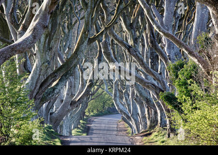 Atmosphärische tunnel Wie Avenue von verflochten Buche im 18. Jahrhundert an Bregagh Straße, Armoy, Stranocum, Ballymoney BT 53 8 TP, Fagus sy gepflanzt Stockfoto