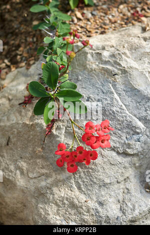 Euphorbia milii Stockfoto