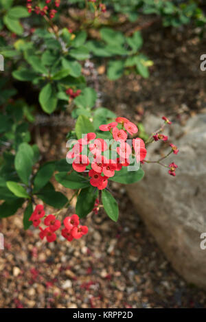 Euphorbia milii Stockfoto