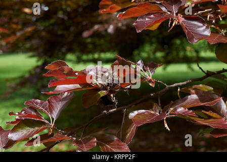 Fagus sylvatica purpurea Stockfoto