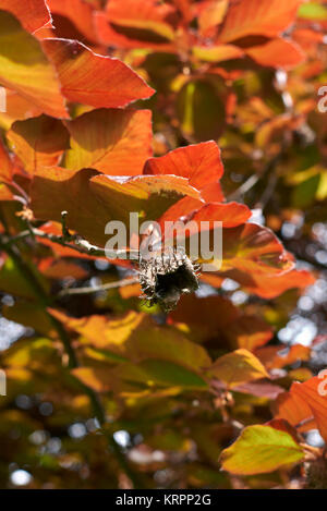 Fagus sylvatica purpurea Stockfoto
