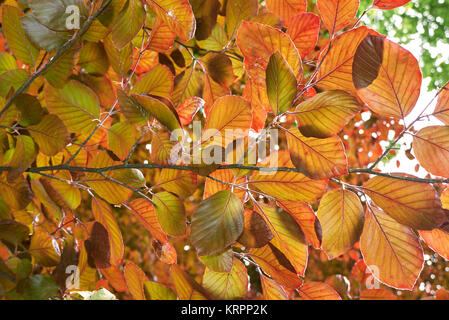 Fagus sylvatica purpurea Stockfoto